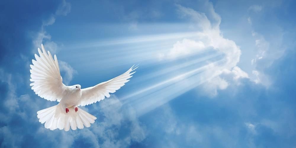 White dove flying in blue sky