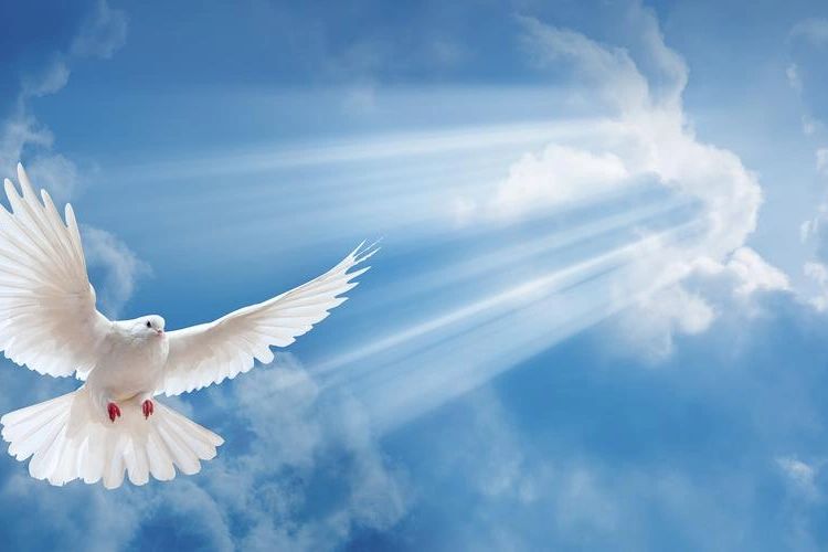White dove flying in blue sky — spiritual peace